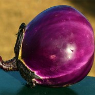 melitzana-violetta-di-firenze